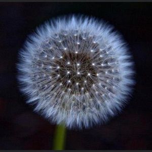 Meet your Posher, Peche